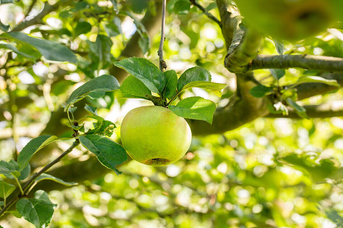 Malus domestica 'Blenheim Orange'.