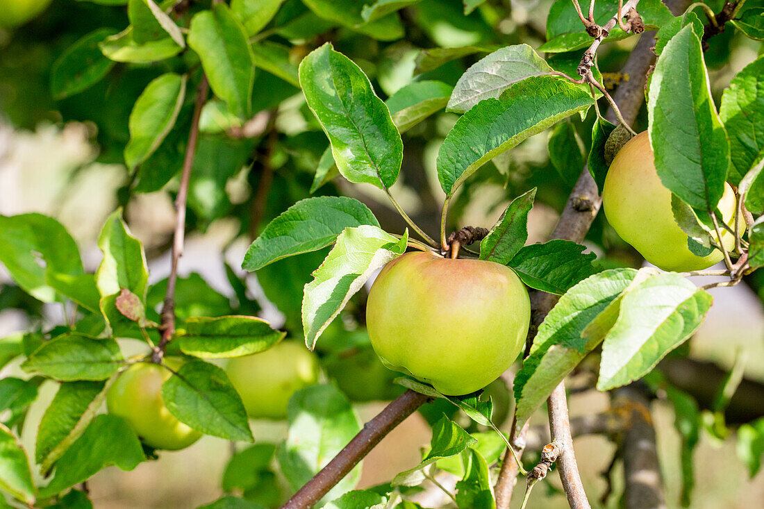 Malus 'Adersleber Kalvill'