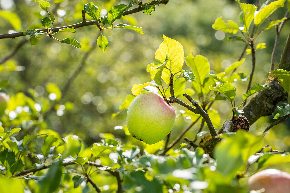 Malus 'Batullenapfel' (Batullen apple)