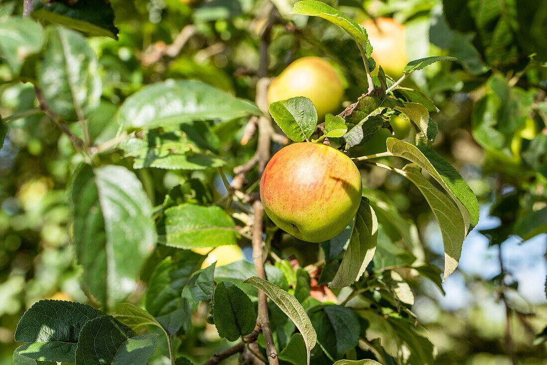 Malus 'Uphus' tea apple