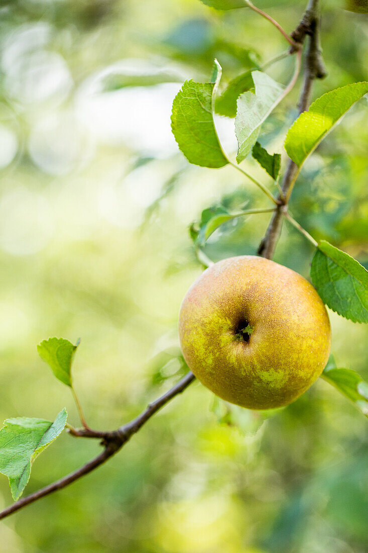 Malus domestica 'Goldrenette von Hoya'