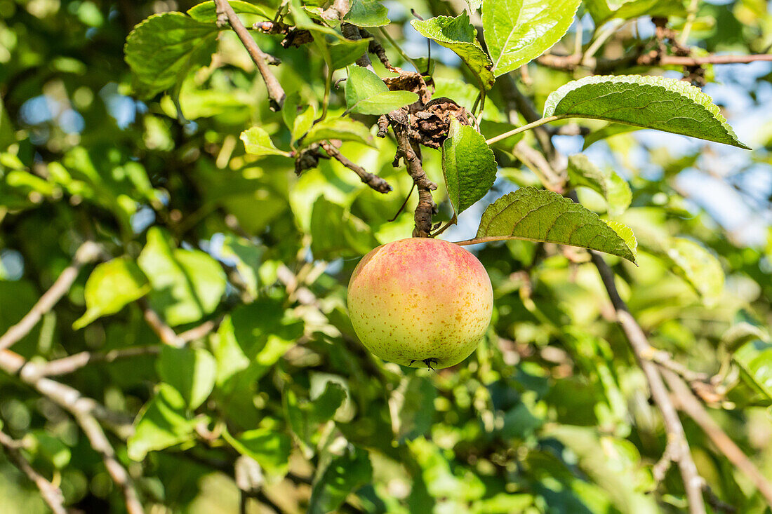 Malus 'Fettapfel' (Fat apple)