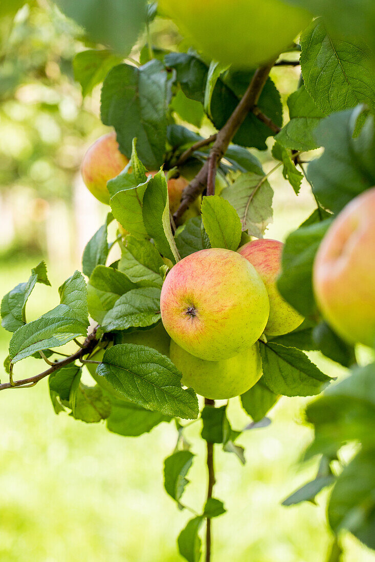 Malus domestica 'Roter Berlepsch' (Red Berlepsch)