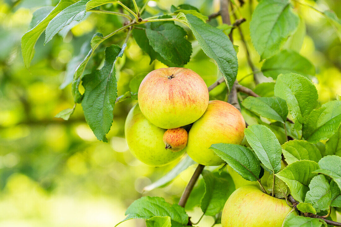 Malus domestica 'Roter Berlepsch' (Red Berlepsch)