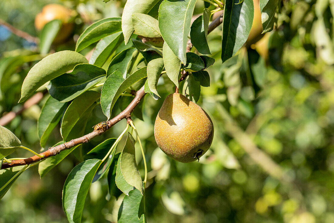 Pyrus communis Gris