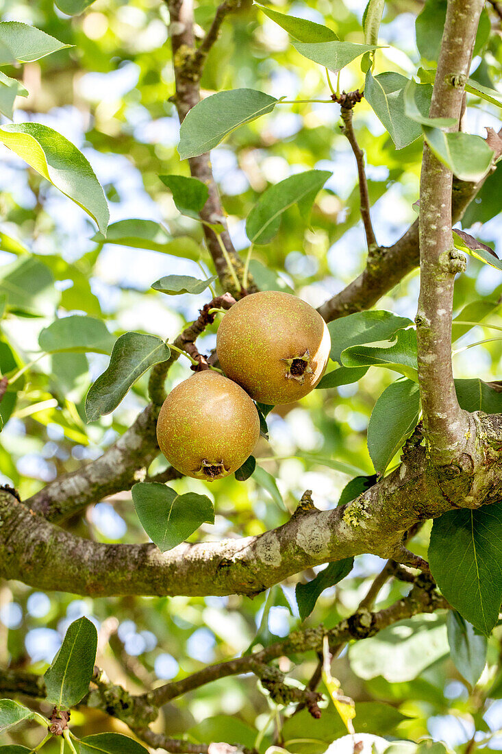 Pyrus communis 'Gute Graue' (Good Grey)