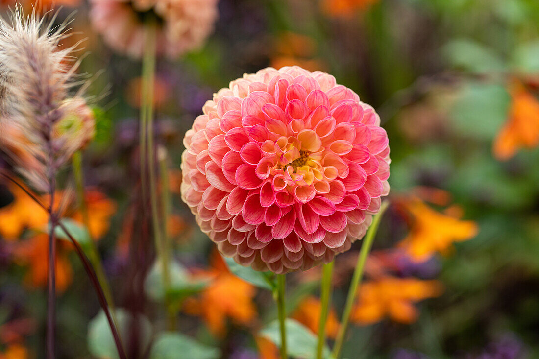 Dahlia Pompon, apricot