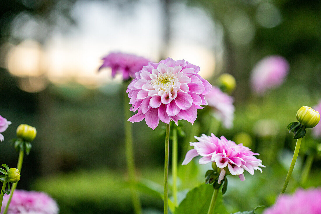 Dahlia 'Seniors Favorite'