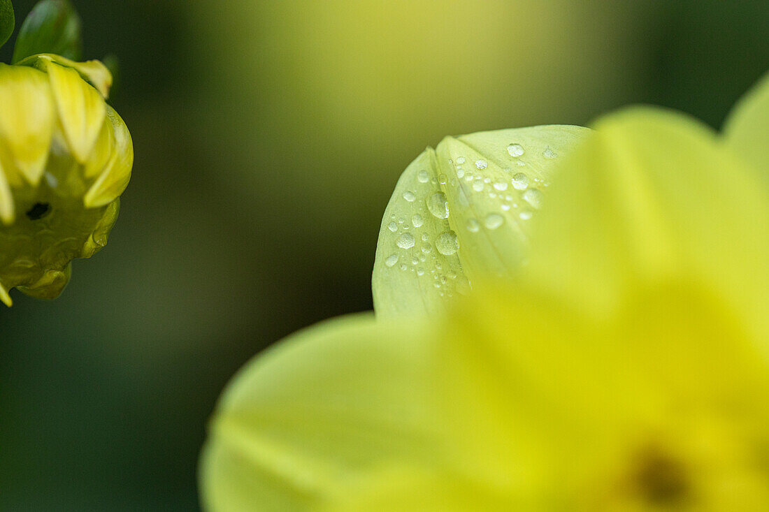 Dahlia 'Medusa'