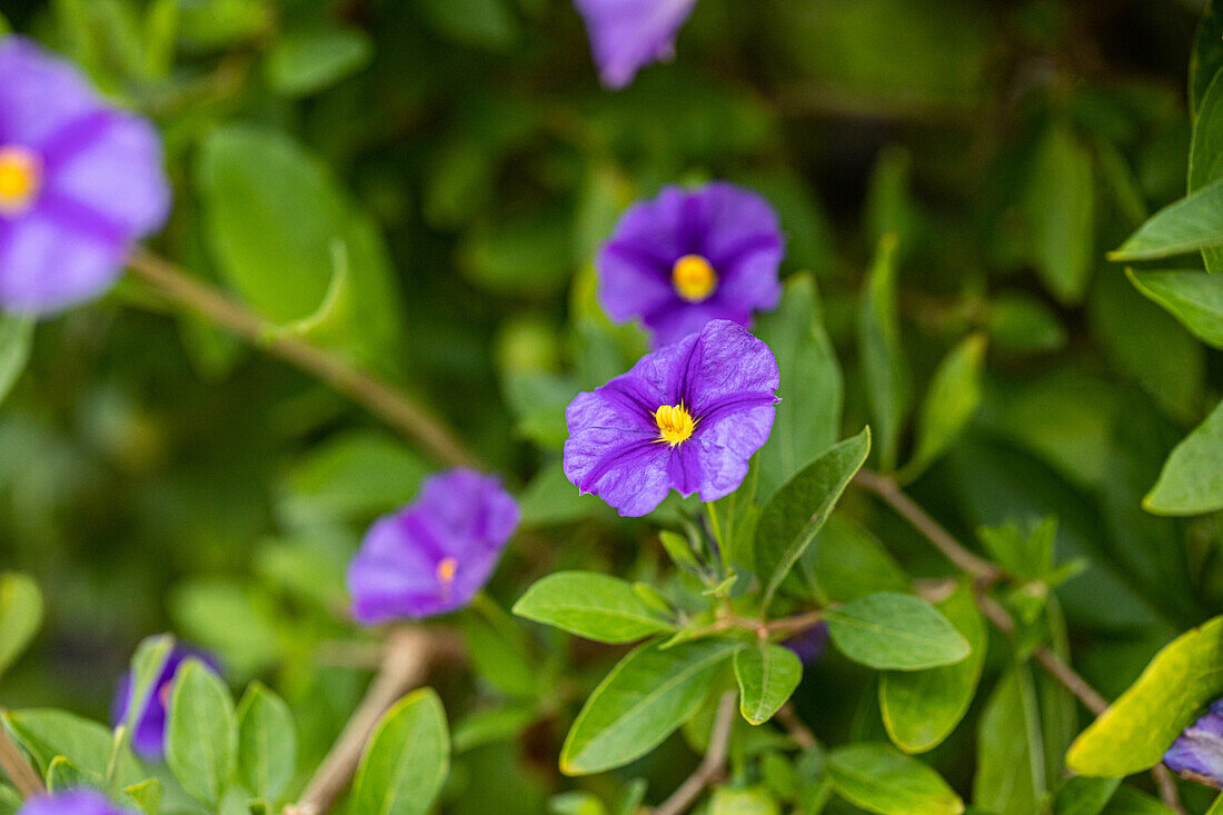 Solanum rantonnetii