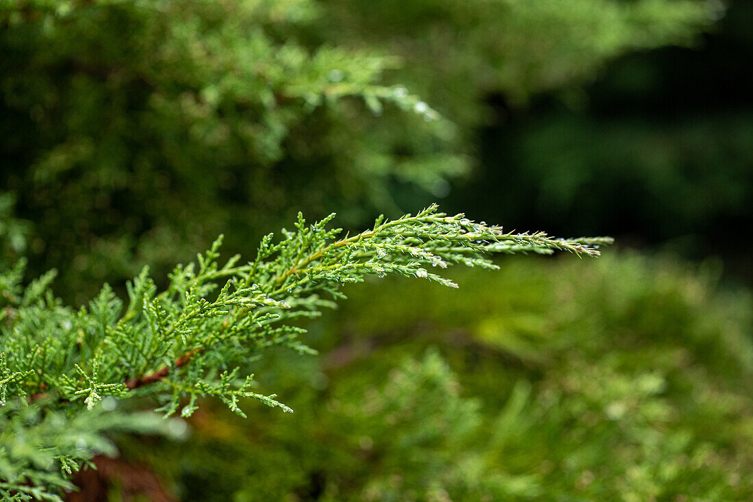 Juniperus x pfitzeriana 'Mathot'.