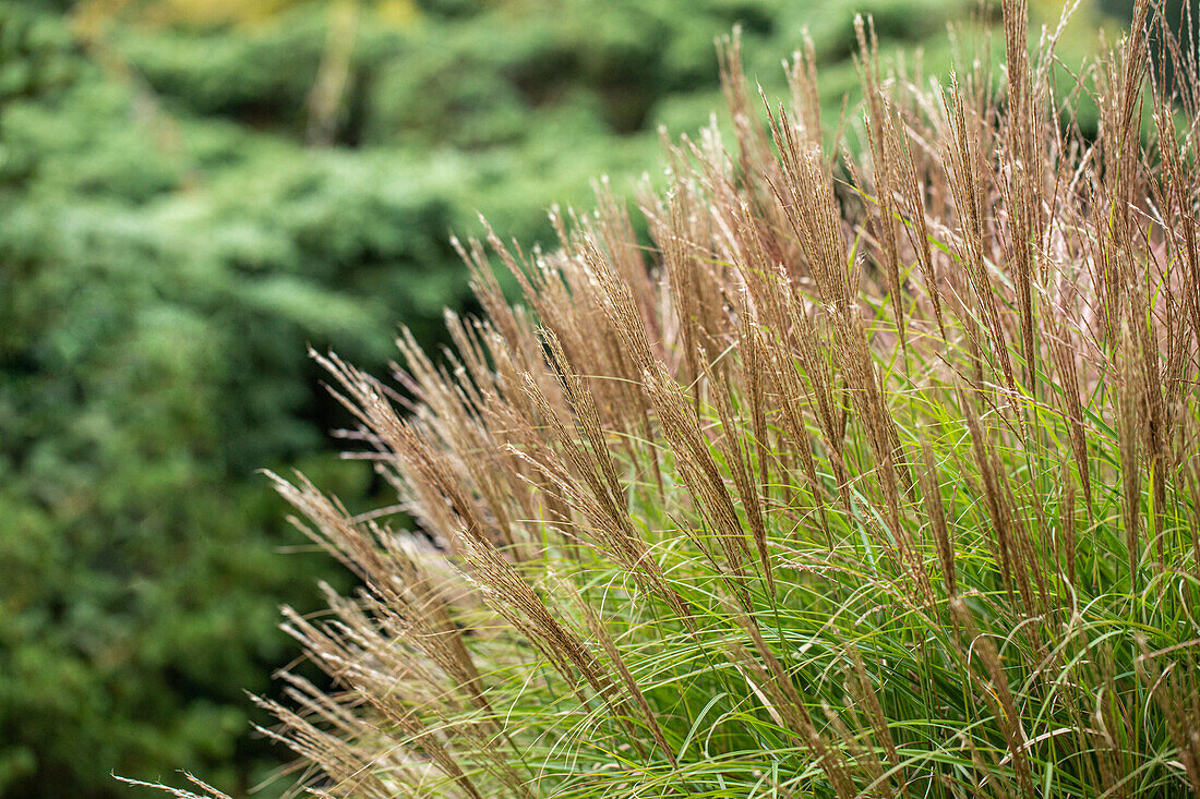 Miscanthus sinensis