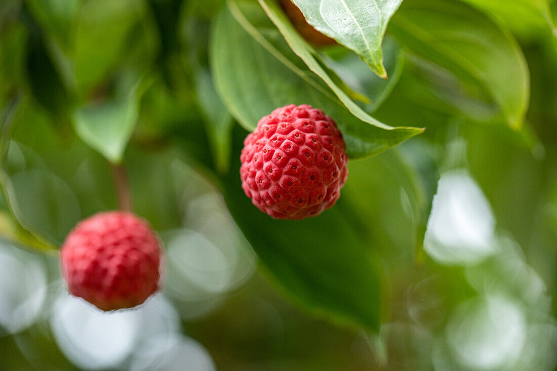 Cornus kousa 'Eurostar'