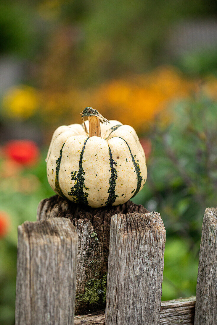 Kürbis im Garten