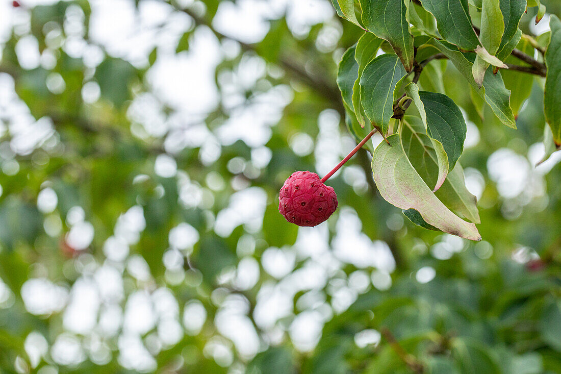 Cornus kousa 'Eurostar