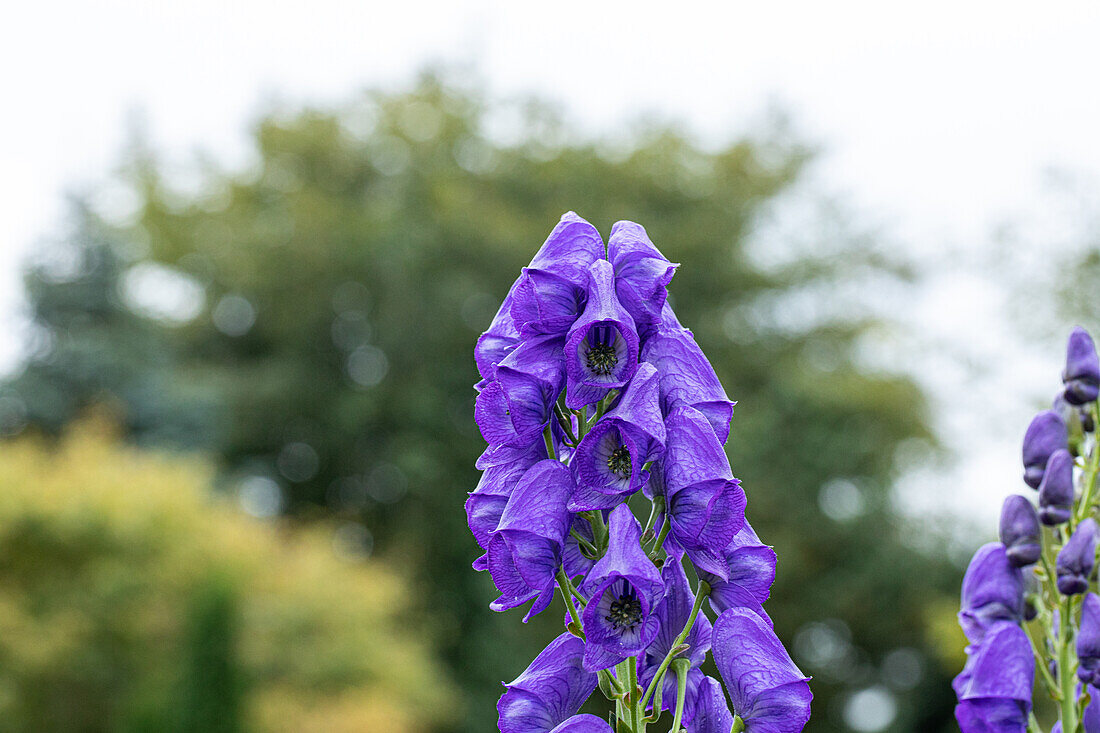 Aconitum carmichaelii 'Arendsii'