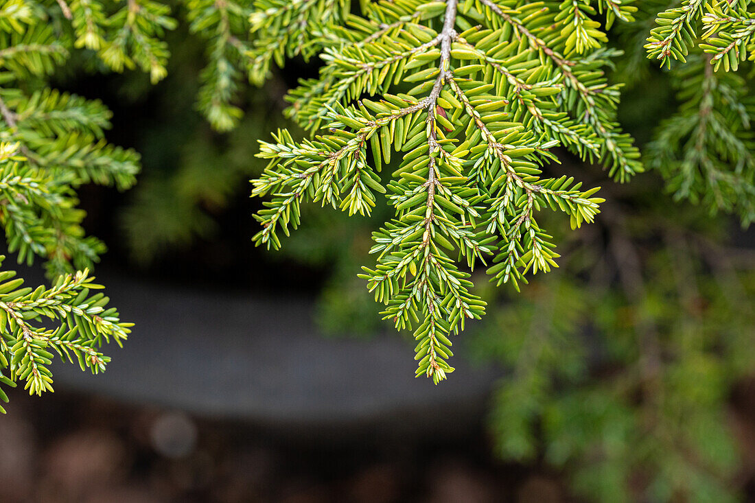 Tsuga canadensis 'Popelski'