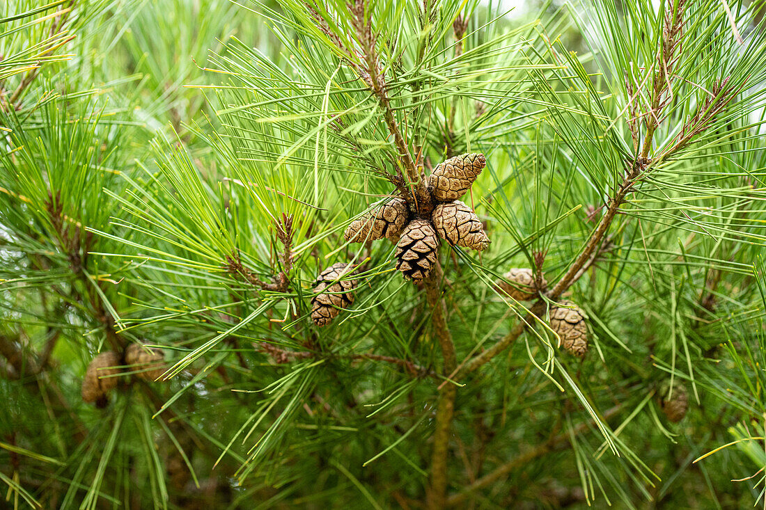 Pinus densiflora 'Pumila' species