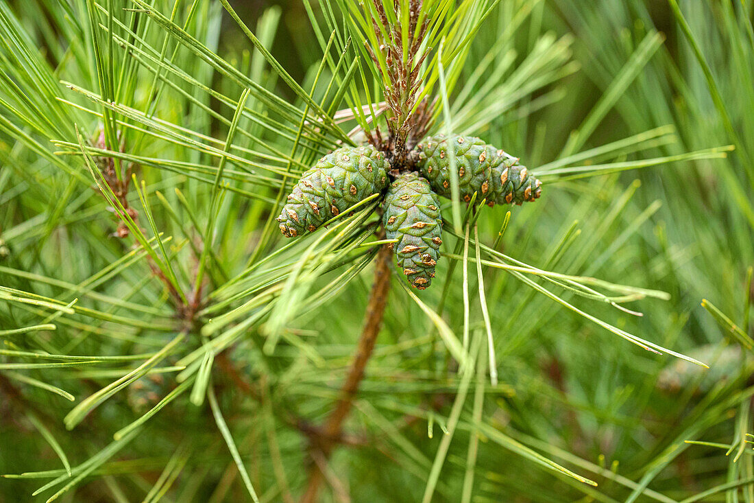 Pinus densiflora 'Pumila'