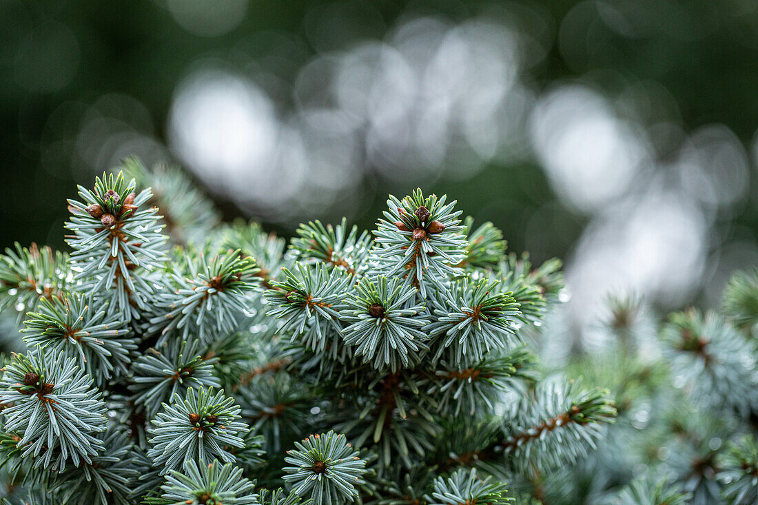 Picea sitchensis 'Silver Dwarf