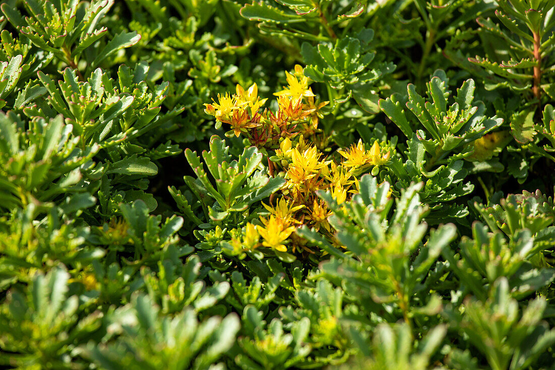 Sedum floriferum 'Weihenstephan Gold' (Weihenstephan Gold)