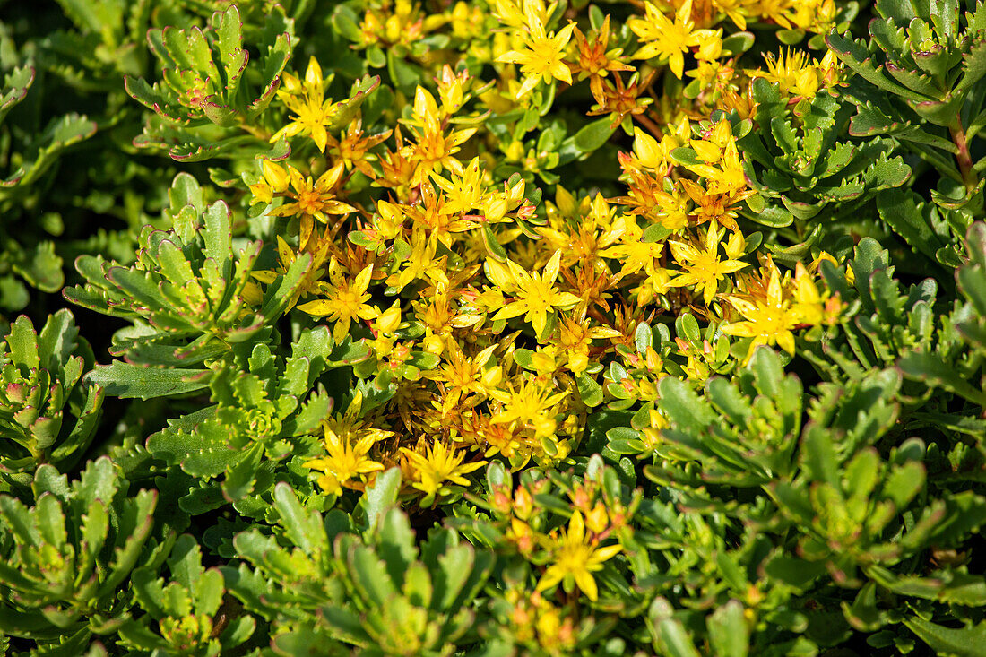Sedum floriferum 'Weihenstephan Gold
