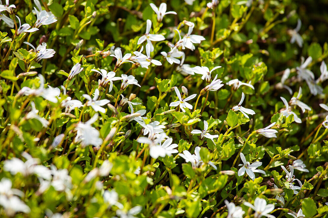 Pratia pedunculata, weiß