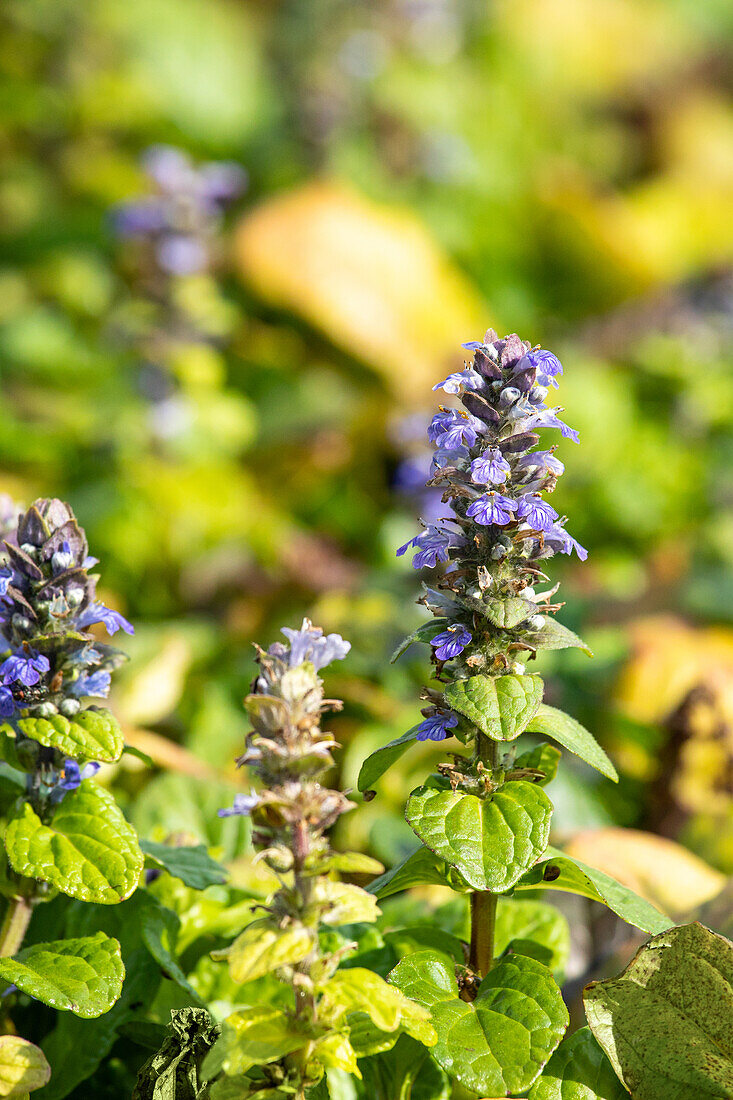 Ajuga reptans