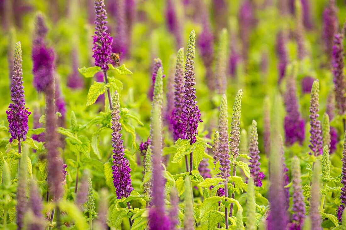 Teucrium x lucidrys