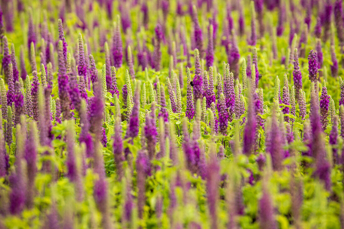 Teucrium x lucidrys