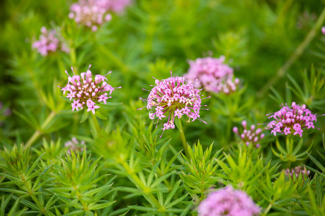 Phuopsis stylosa 'Purpurea'