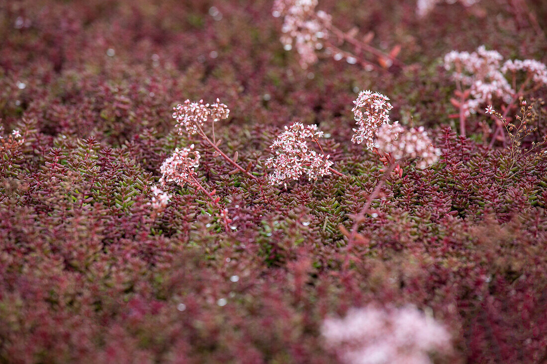 Sedum album 'Murale'