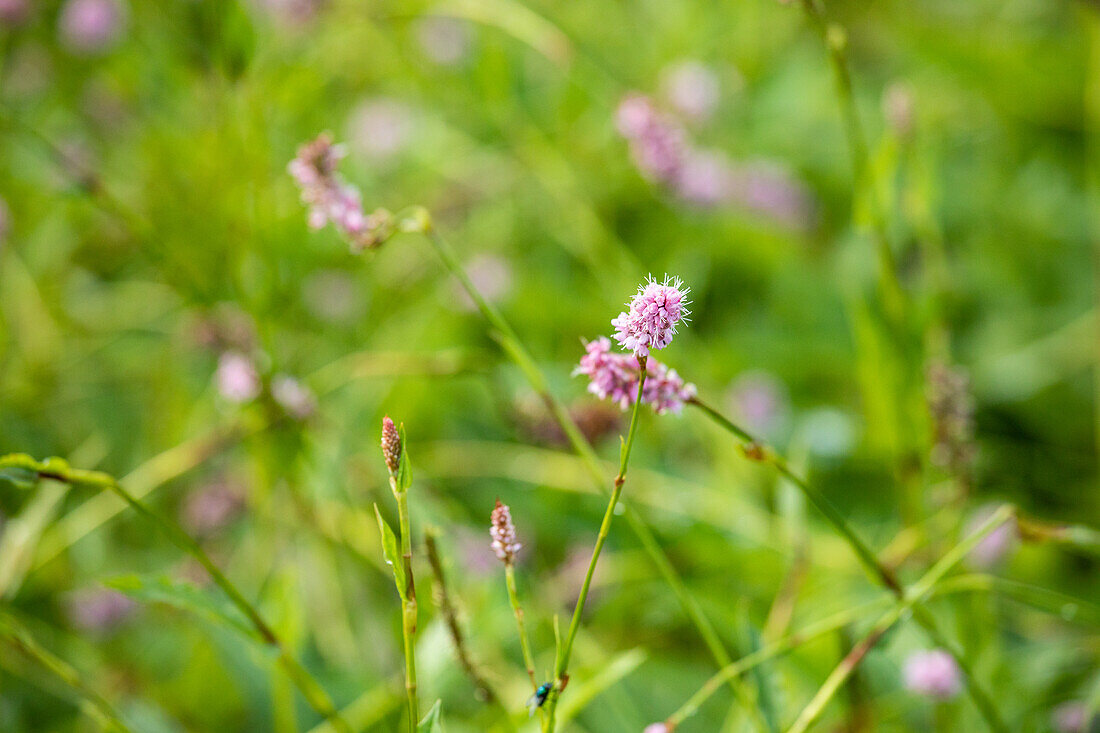 Bistorta officinalis 'Superba'