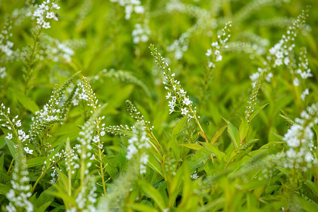 Lysimachia clethroides Snow Candle