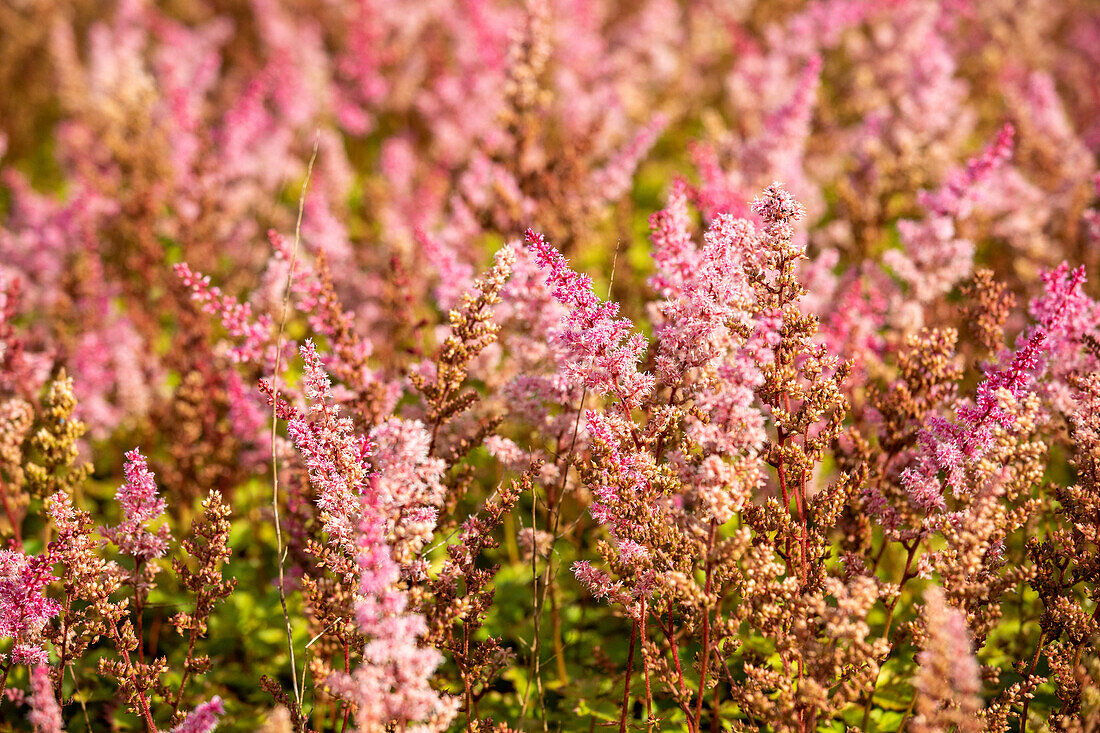 Astilbe chinensis var. taquetii