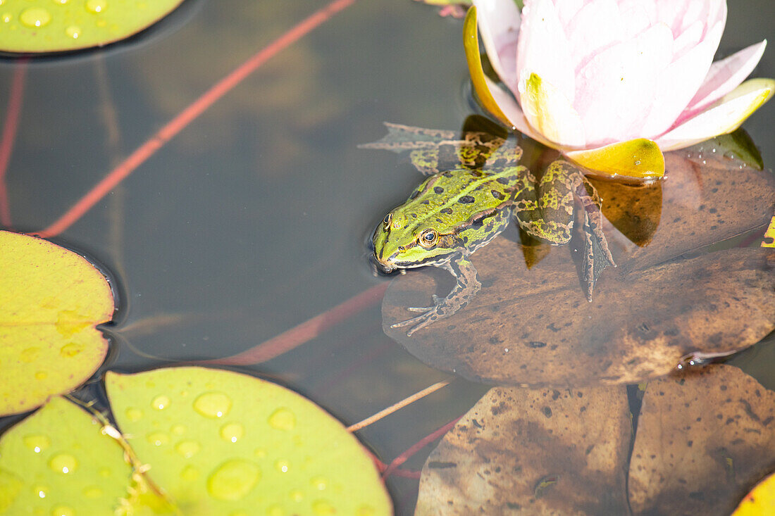 Water lilies with frog