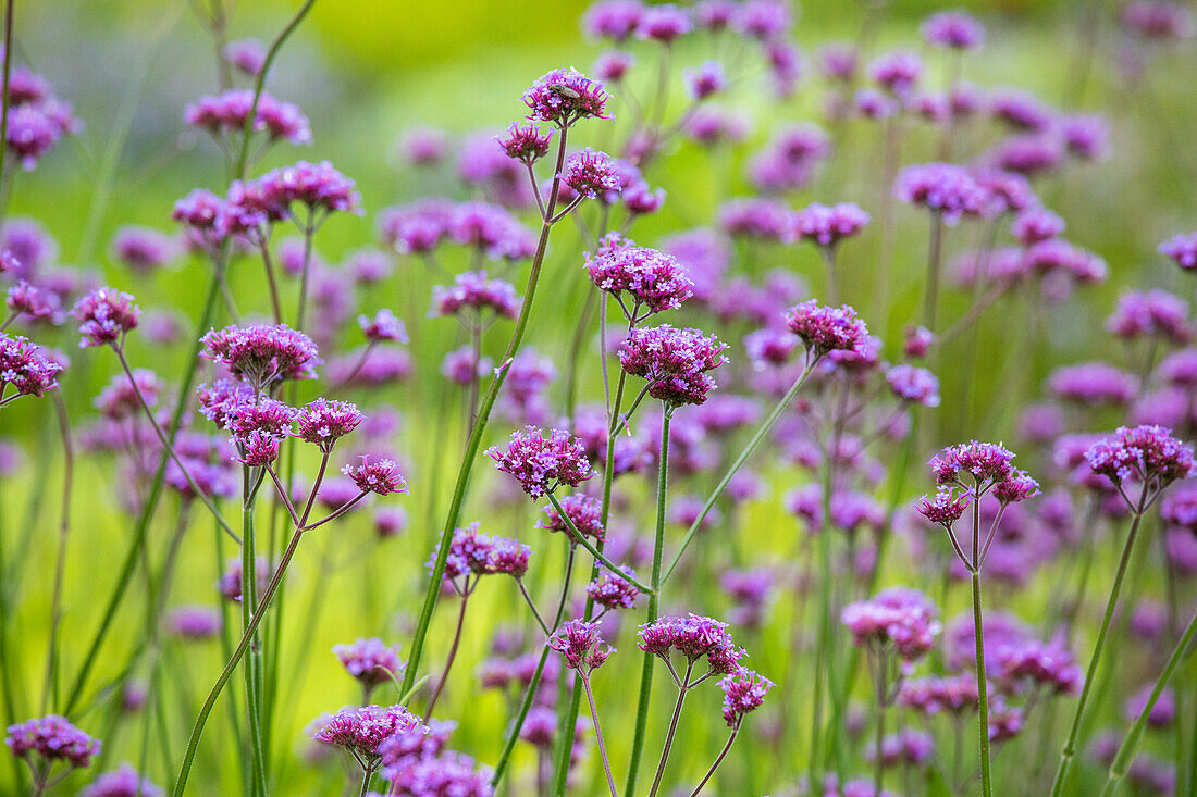 Verbena bonariensis