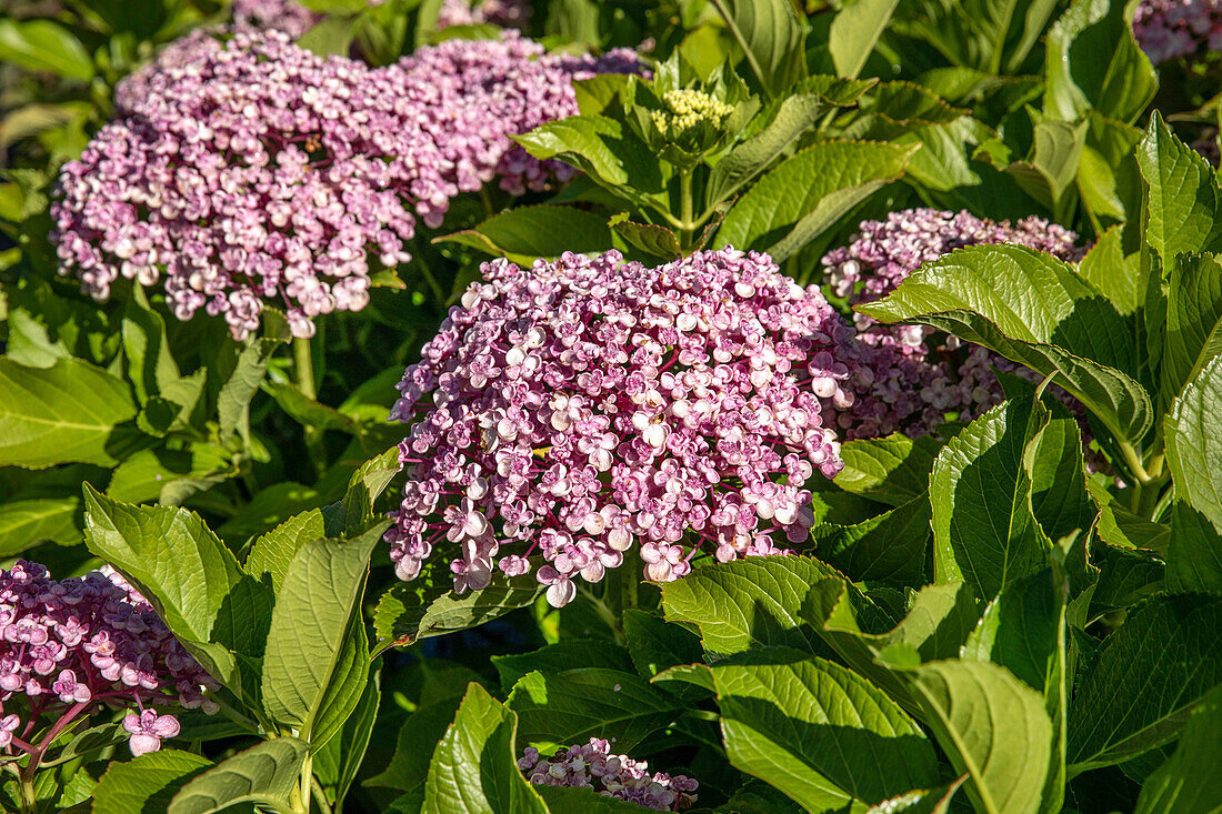 Hydrangea macrophylla, rosa