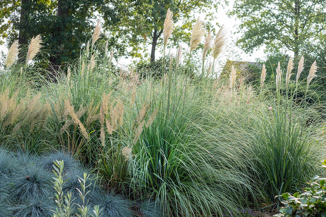 Cortaderia