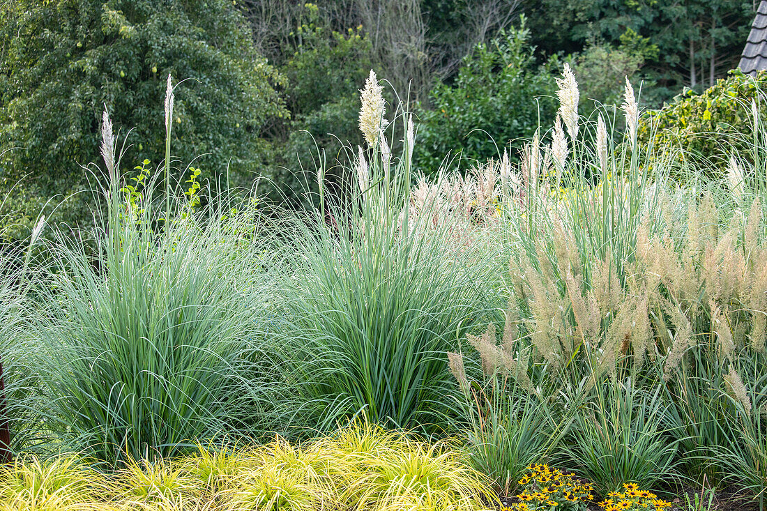 Cortaderia