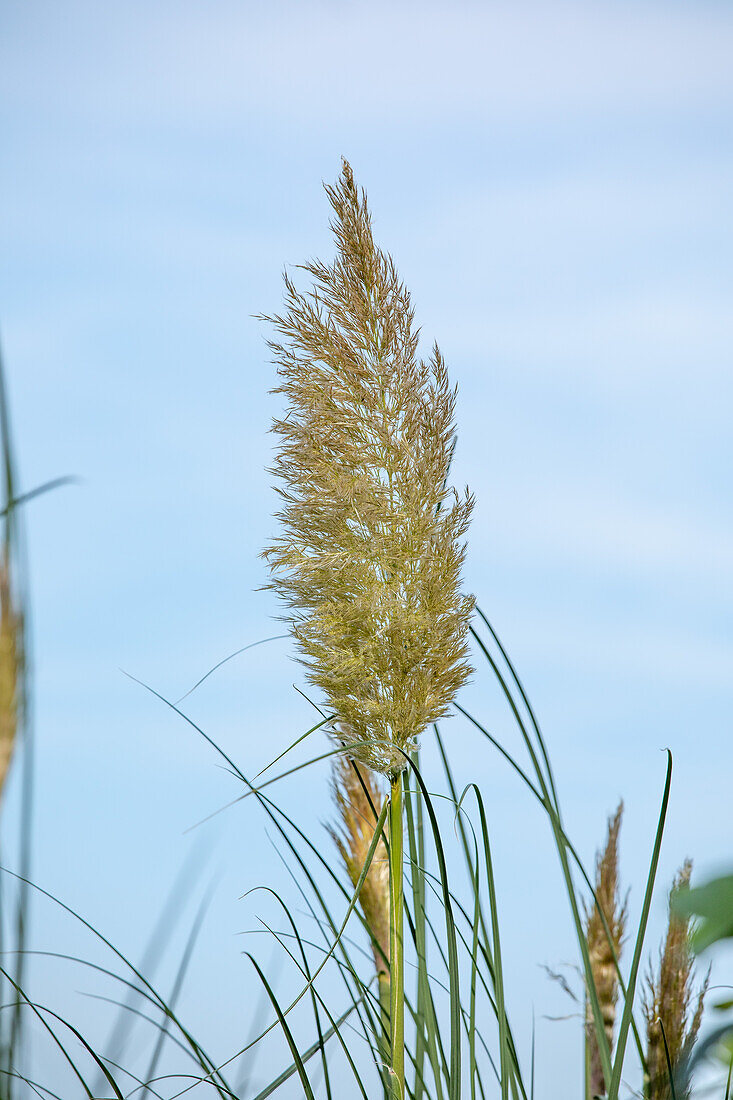 Cortaderia selloana