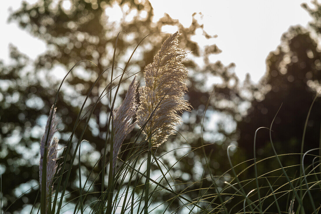 Cortaderia selloana