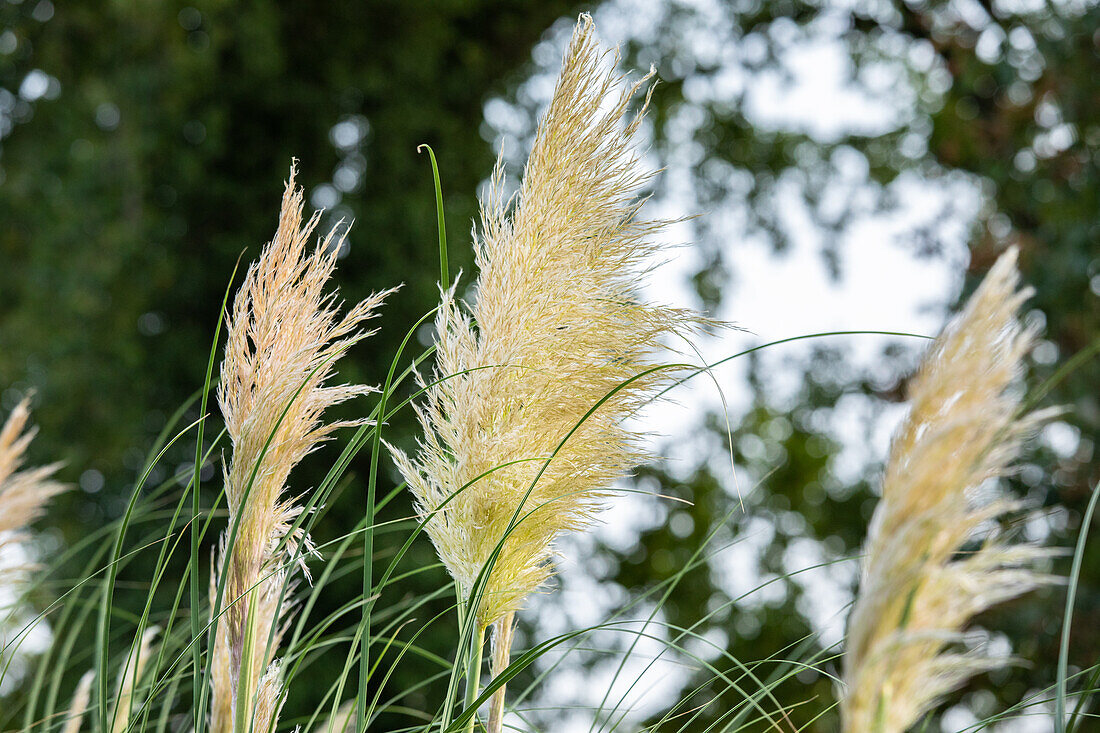 Cortaderia selloana