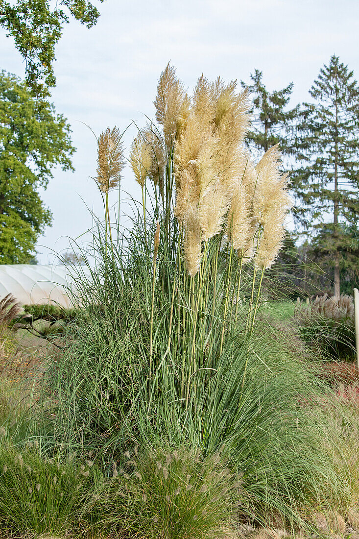 Cortaderia selloana