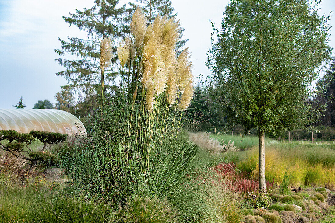 Cortaderia selloana