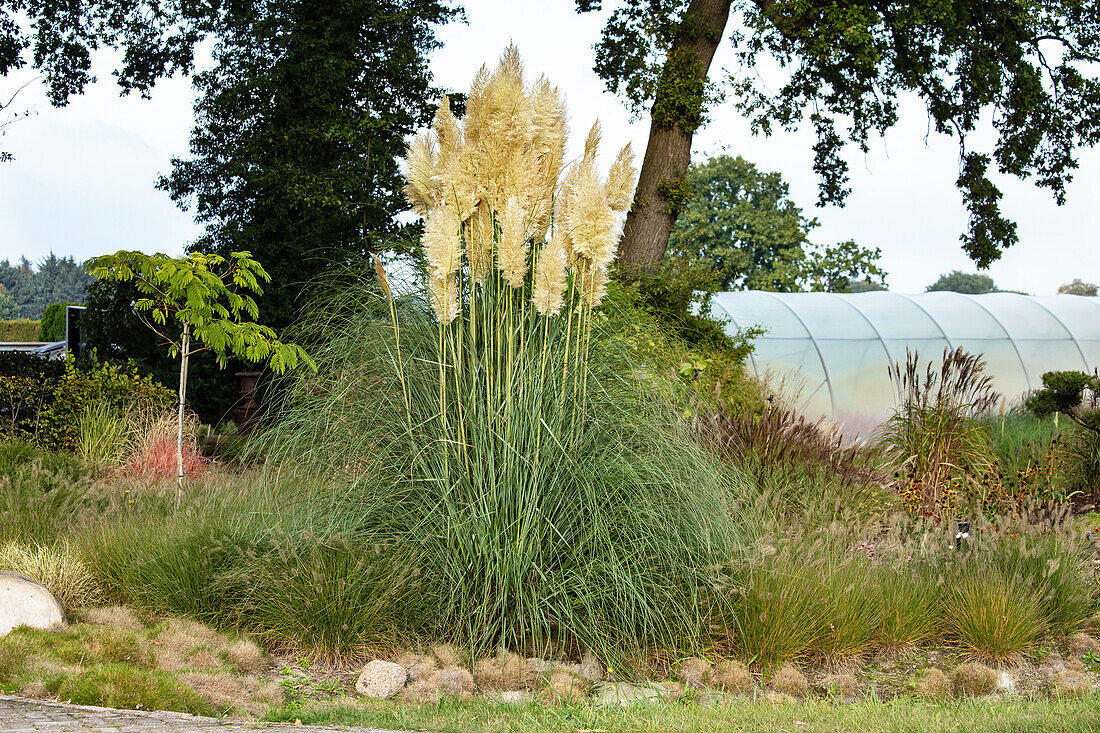 Cortaderia selloana