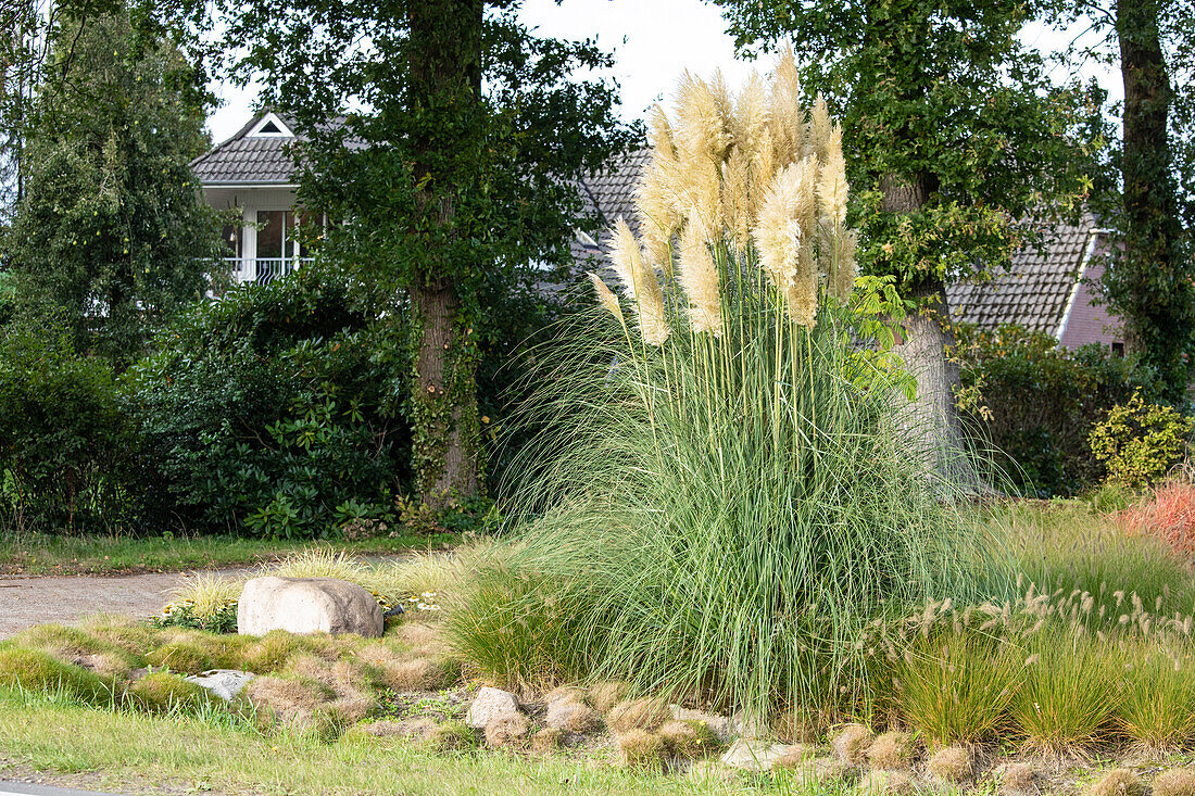 Cortaderia selloana