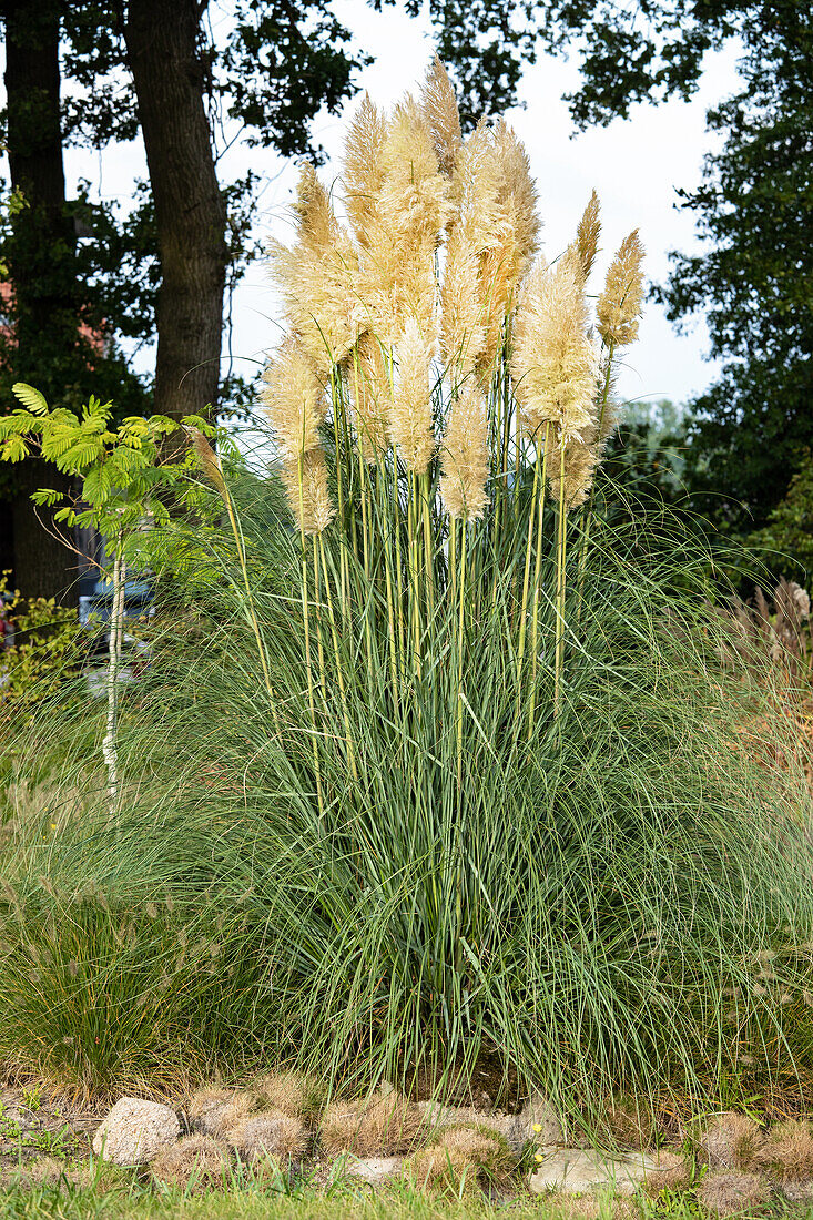 Cortaderia selloana