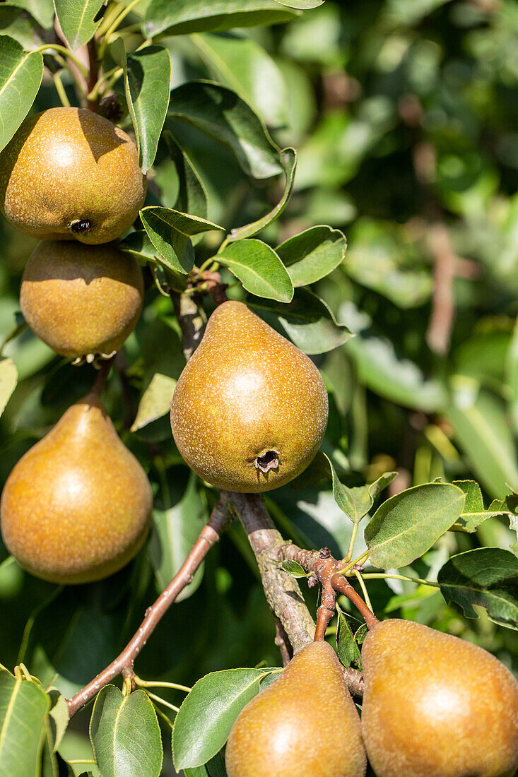 Pyrus communis 'Gute Graue' (Good Grey)