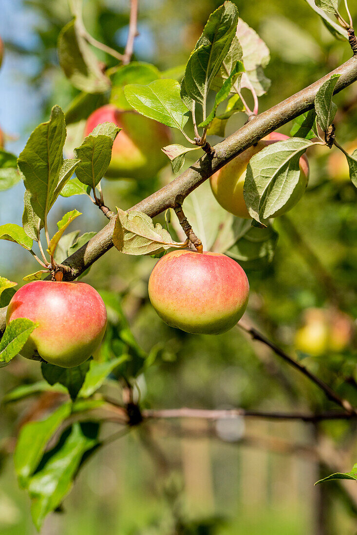 Malus domestica 'Goldrenette von Blenheim